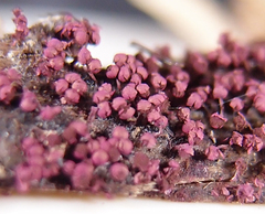 Physarum pulcherrimum