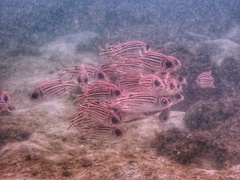 Sargocentron rubrum