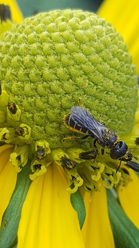 Large-headed Armoured-Resin bee, Noordoostelijk van Schaarsbergen, Arnhem, Netherlands, photo 9 of 10