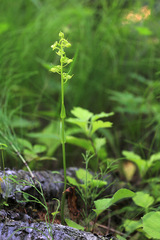 Platanthera mandarinorum