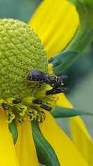 Heriades truncorum