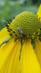 Heriades truncorum