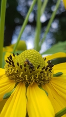 Heriades truncorum