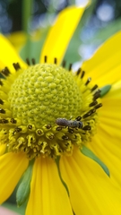 Heriades truncorum