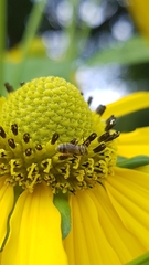 Heriades truncorum