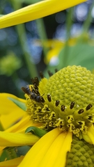 Heriades truncorum