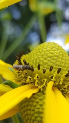 Heriades truncorum