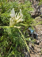 Oxytropis muricata
