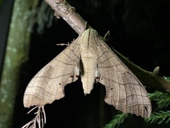 Marumba