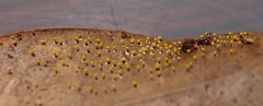 Physarum cremiluteum