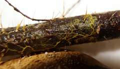 Physarum cremiluteum