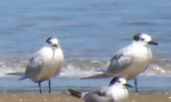 Thalasseus sandvicensis