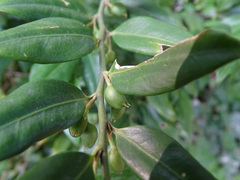 Danae racemosa