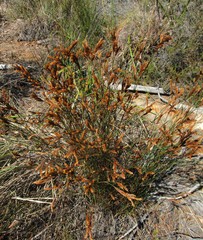 Restio albotuberculatus