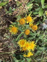 Pentanema britannica