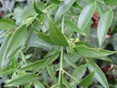 Danae racemosa
