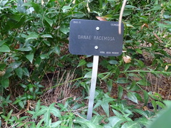 Danae racemosa