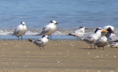 Thalasseus sandvicensis