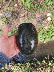 Kinosternon integrum