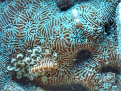 Phestilla fuscostriata