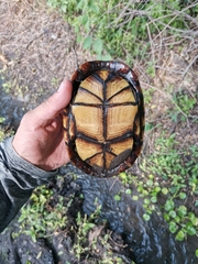 Kinosternon integrum