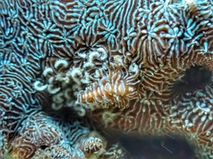 Phestilla fuscostriata