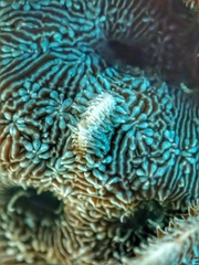 Phestilla fuscostriata