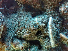 Phestilla fuscostriata