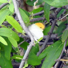 Colotis etrida etrida