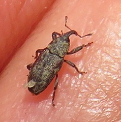 Curculionidae