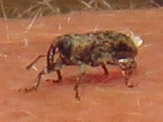 Curculionidae
