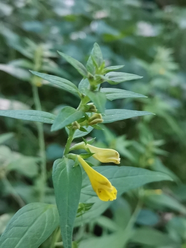 čermeľ (Melampyrum)