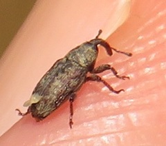 Curculionidae