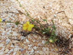 Verbascum pinnatifidum