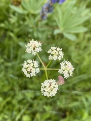 Ligusticum tenuifolium