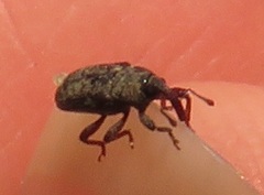 Curculionidae