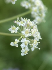 Ligusticum tenuifolium