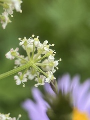 Ligusticum tenuifolium