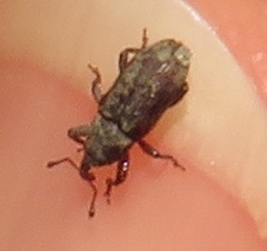 Curculionidae