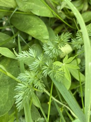 Ligusticum tenuifolium