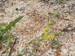 Linaria sabulosa