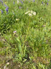 Ligusticum tenuifolium