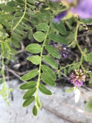 Astragalus