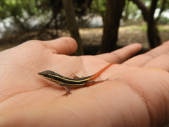 Ophisops leschenaultii