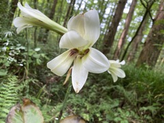Cardiocrinum cathayanum