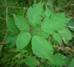 Rubus lindleianus