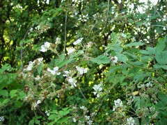 Rubus lindleianus