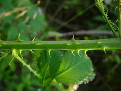 Rubus lindleianus