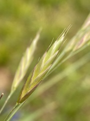 Bromus marginatus