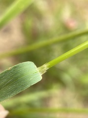 Bromus marginatus